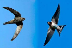 Як відрізнити стрижку від ластівки? Як відрізнити стрижку від ластівки?